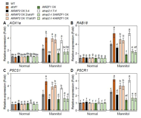 삼투 스트레스 처리 전 및 후, AtRAP2 유전자에 대한 여러 형질전환체 및 AtRZF1 유전자를 이용한 2중 형질전환체들로부터 건조 내성 유도 AOX1a (A), RAB18 (B), P5CS1 (C) 및 P5CR1 (D) 유전자들의 발현 분석