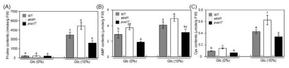 당 처리 전 및 후, atrzf1 및 pca17 (ahl) 돌연변이체로부터 프롤린 (A), AMP (B) 및 시스테인 함량 (C) 분석