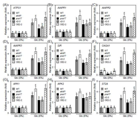 당 처리 전 및 후, atrzf1, pca17 및 PCA17 형질전환체로부터 황 1차 및 2차 대사 관련 유전자 ATPS1 (A), AtAPR1 (B), AtAPR2 (C), AtAPR3 (D), SiR (E), OASA1 (F), APK1 (G), APK2 (H), 및 ST2A (I)들의 전사 발현 분석