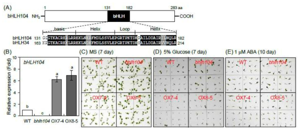 bHLH104 단백질 구조 (A) 및 ABA와 glucose 대해 bHLH104의 생리학적 표현형 분석 (B-E)