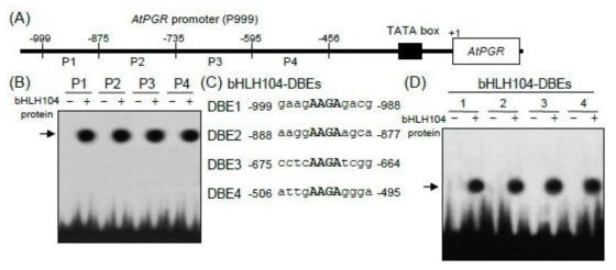 AtPGR 유전자의 promoter (A) 및 bHLH104의 EMSA 분석 (B-D)