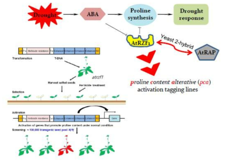 프롤린 대사 조절 인자 및 상호결합인자들의 연구 추진 모식도. AtRZF1 단백질에 결합하는 상호 결합인자 AtRAP 단백질의 기능 분석을 통해 ubiquitination에 의한 건조 신호 전달 경로를 이해하고자 하며, activation tagging pool에 의해 확보된 프롤린 대사 조절 인자들의 생화학적 기능을 동정하고자 한다