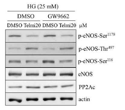 p-eNOS-Ser1179 및 PP2Ac 발현에 대한 telmisartan의 효과는 PPARγ 비의존적임