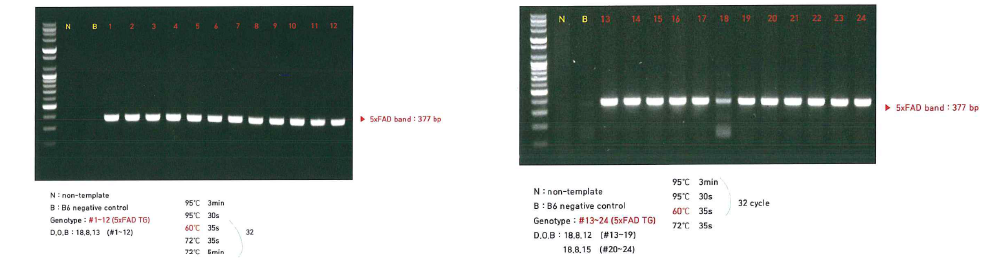 5XFAD Tg mice genotyping