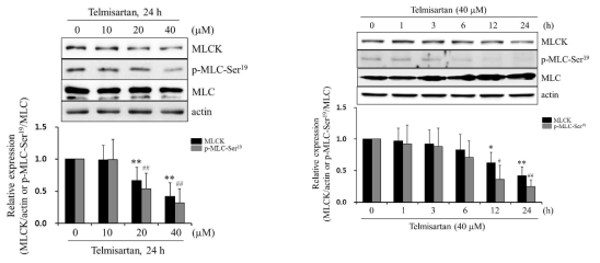 Telmisartan은 흰쥐 VSMC에서 MLCK와 p-MLC-Ser19를 감소시킴