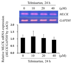 Telmisartan은 mlck mRNA 전사에는 영향을 미치지 않음