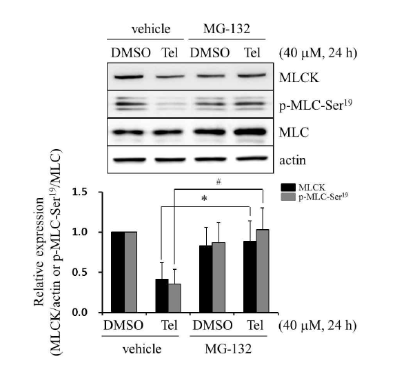 Proteasome에 의한 MLCK degradation을 통해 telmisartan-induced MLCK 감소가 야기됨