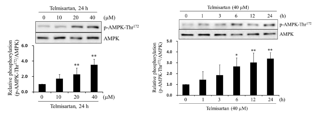 Telmisartan은 농도, 시간의존적으로 p-AMPK-Thr172를 증가시킴