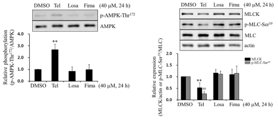 p-AMPK-Thr172 증가, MLCK와 p-MLC-Ser19의 감소는 telmisartan의 특이적 효과임