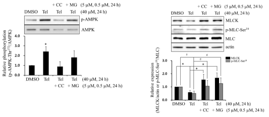 Temisartan은 흰쥐 대동맥에서 p-AMPK-Thr172를 증가시키고 MLCK와 p-MLC-Ser19를 감소시킴