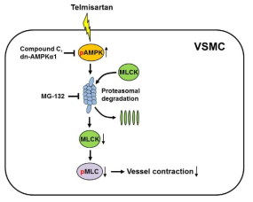 Temisartan에 의한 혈관수축 억제 효과에 대한 분자기전
