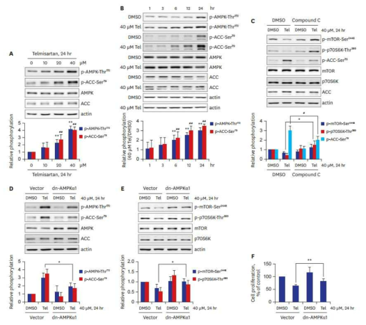 Telmisartan에 의해 증가된 p-AMPK가 p-mTOR, p-p70S6K의 감소를 매개함