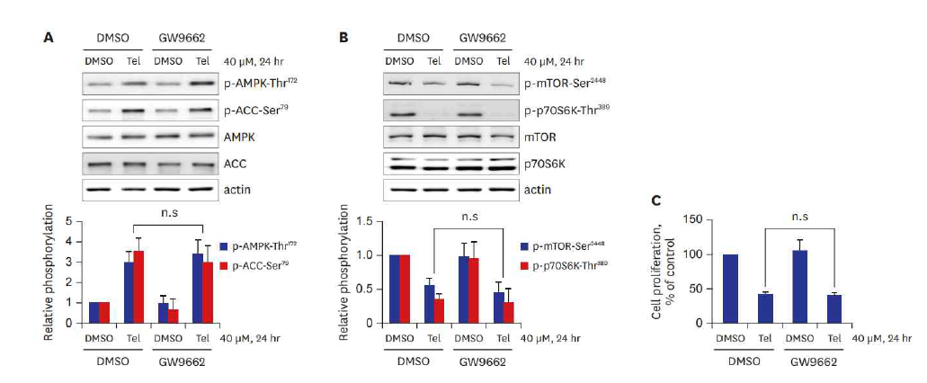 Telmisartan의 VSMC proliferation 억제효과는 PPARγ 비의존적으로 야기됨