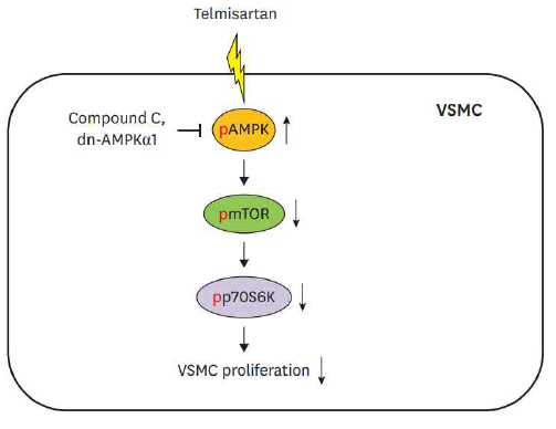 Telmisartan은 AMPK/mTOR/p70S6K 신호경로축 조절을 통해 VSMC proliferation을 억제함