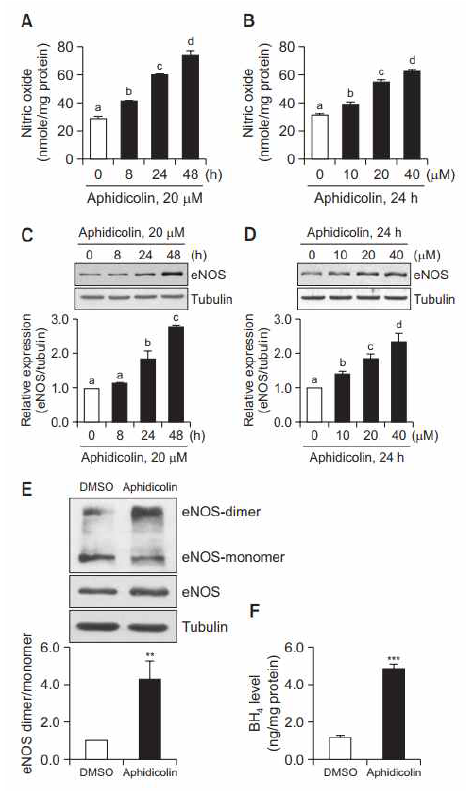 Aphidicolin은 BAECs에서 NO 생성과 eNOS 발현을 증가시키고, eNOS 이합체 형성 및 BH4 생성도 동시에 증가시킴