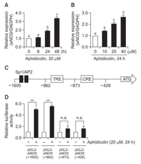 Aphidicolin은 eNOS promoter의 Tax-responsive element 활성화를 통해 eNOS 발현을 증가시킴