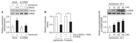 Aphidicolin-induced CREB 활성화는 eNOS 발현 증가를 매개함