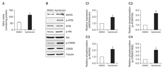 Aphidicolin은 BAECs 뿐만 아니라 HUVECs에서도 동일한 eNOS의 발현 증가 효과를 나타냄