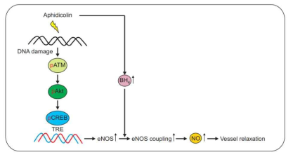 Aphidicolin은 ATM/Akt/CREB/eNOS 신호전달축을 활성화시켜 eNOS 발현과 BH4 생성을 유도해 NO 발생을 증가시키고 이는 궁극적으로 혈관의 이완능을 증진시킴