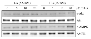 p-Akt와 p-AMPK는 telmisartan에 의한 p-eNOS-Ser1179 감소를 매개하지 않음