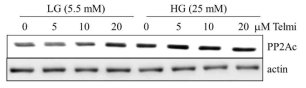 Telmisartan은 PP2Ac의 발현을 증가시킴