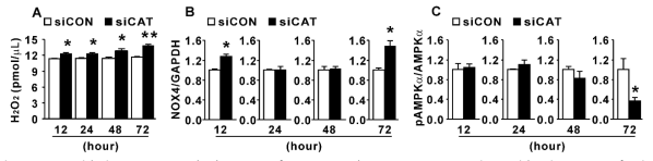 Oxidative stress and changes of NOX4 and pAMPKα expression with siCAT transfection time in 3T3-L1. (A) H2O2 concentrations (n=4). (B) Protein levels relative to GAPDH for NOX4 and (C) pAMPKα (relative to AMPKα) (n=3-6). The data were expressed as the mean ± SEM, Student’s t-test, *P < 0.05, **P < 0.01, ***P < 0.001 versus siCON transfected 3T3-L1 group