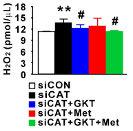 H2O2 concentrations of siCAT transfected 3T3-L1 with GKT137831 or/and metformin (n=4). The data were expressed as the mean ± SEM, Student’s t-test, *P < 0.05, **P < 0.01, ***P < 0.001 versus siCON transfected 3T3-L1 group; #P < 0.05, ##P < 0.01, ###P < 0.001 versus siCAT transfected 3T3-L1 group