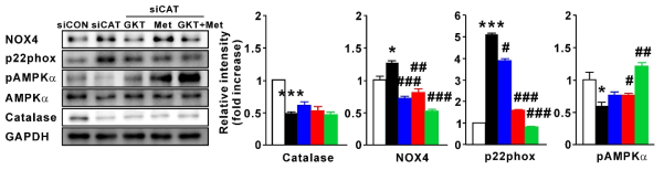 Protein levels relative to GAPDH for catalase, NOX4, p22phox and pAMPKα (relative to AMPKα) in siCAT transfected 3T3-L1 with GKT137831 or/and metformin (n=3-6). The data were expressed as the mean ± SEM, Student’s t-test, *P < 0.05, **P < 0.01, ***P < 0.001 versus siCON transfected 3T3-L1 group; #P < 0.05, ##P < 0.01, ###P < 0.001 versus siCAT transfected 3T3-L1 group