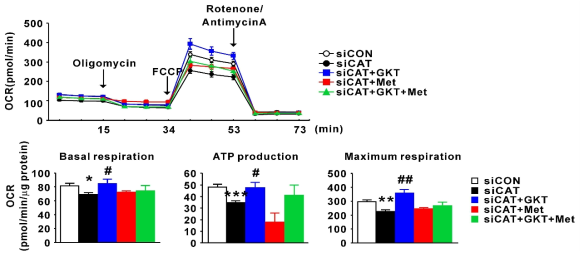 Bioenergetic profiles of siCAT transfected 3T3-L1 with GKT137831 or/and metformin (n=6). The data were expressed as the mean ± SEM, Student’s t-test, *P < 0.05, **P < 0.01, ***P < 0.001 versus siCON transfected 3T3-L1 group; #P < 0.05, ##P < 0.01, ###P < 0.001 versus siCAT transfected 3T3-L1 group