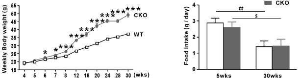 (A) Body weight of WT and CKO mice between 4 and 30 weeks of age. (B) Food intake of WT and CKO mice at 5 and 30 weeks of age. Data are expressed as the mean ± SEM; Student’s t-test, n = 10, ttP < 0.01, 5-week-old WT mice versus 30-week-old WT mice; $P < 0.05, 5-week-old CKO mice versus 30-week-old CKO mice