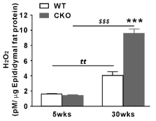 H2O2 concentration in epididymal fat of WT and CKO mice at 5 and 30 weeks of age. Data are expressed as the mean ± SEM; Student’s t-test, n = 10, ttP < 0.01, 5-week-old WT mice versus 30-week-old WT mice; $$$P < 0.001, 5-week-old CKO mice versus 30-week-old CKO mice