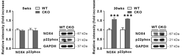 Protein levels of NOX4 and p22phox relative to GAPDH in epididymal fat of WT and CKO mice at 5 and 30 weeks of age. Data are expressed as the mean ± SEM; Student’s t-test, n = 10, ***P < 0.001 versus WT mice