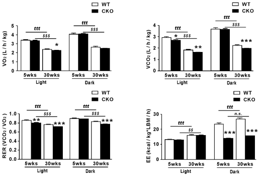 O2 consumption (VO2), CO2 production (VCO2), respiratory exchange ratio (RER), and energy expenditure (EE) of WT and CKO mice at 5 and 30 weeks of age. Data are expressed as the mean ± SEM; Student’s t-test, n = 6, *P < 0.05, **P < 0.01, ***P < 0.001 versus WT mice; tttP < 0.001, 5-week-old WT mice versus 40-week-old WT mice; $$$P < 0.001, 5-week-old CKO mice versus 40-week-old CKO mice