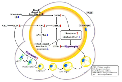 Mechanism of catalase in pathology of obesity