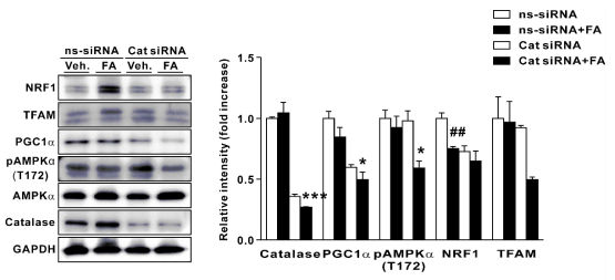 Protein levels relative to GAPDH for catalase, PGC1α, TFAM, NRF1, and pAMPKα (relative to AMPKα) in HepG2 cells transfected with control (ns-siRNA) or catalase siRNA (Cat siRNA), which were exposed to 1 mM free fatty acids (FA) for 24 h. n = 3–5 ##P < 0.01 vs. ns-siRNA; *P < 0.05 and ***P < 0.001 vs. ns-siRNA-FA. Small interfering RNA, siRNA