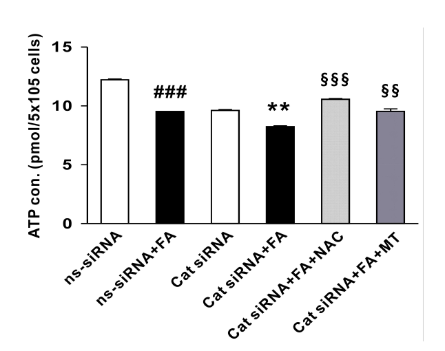 ATP concentration in HepG2 cells. n = 3–5 ###P < 0.001 vs. ns-siRNA; **P < 0.01 vs. ns-siRNA-FA; §§P < 0.01, §§§P < 0.001 vs. Cat siRNA-FA. Small interfering RNA, siRNA