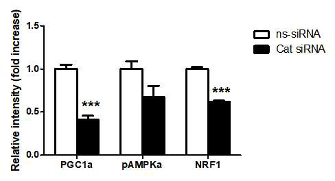 Protein levels relative to GAPDH for PGC1α, pAMPKα (relative to AMPKα) and NRF1 in 3T3-L1 cells transfected with control (ns-siRNA) or catalase siRNA (Cat siRNA). n = 3–6 ***P < 0.001 vs. ns-siRNA. Small interfering RNA, siRNA