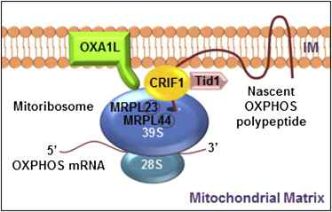 Schematic model of CRIF1 action in mitoribosome-mediated synthesis of OXPHOS polypeptides
