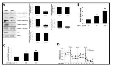 Loss of OXPHOS complexes and mitochondrial dysfunction in Crif1-silenced endothelial cells