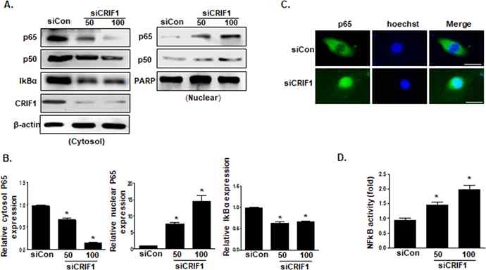 CRIF1 억제에 의한 NF-kB activation