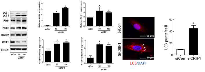 CRIF1 억제에 의한 Mitophagy 관련 인자 증가시킴