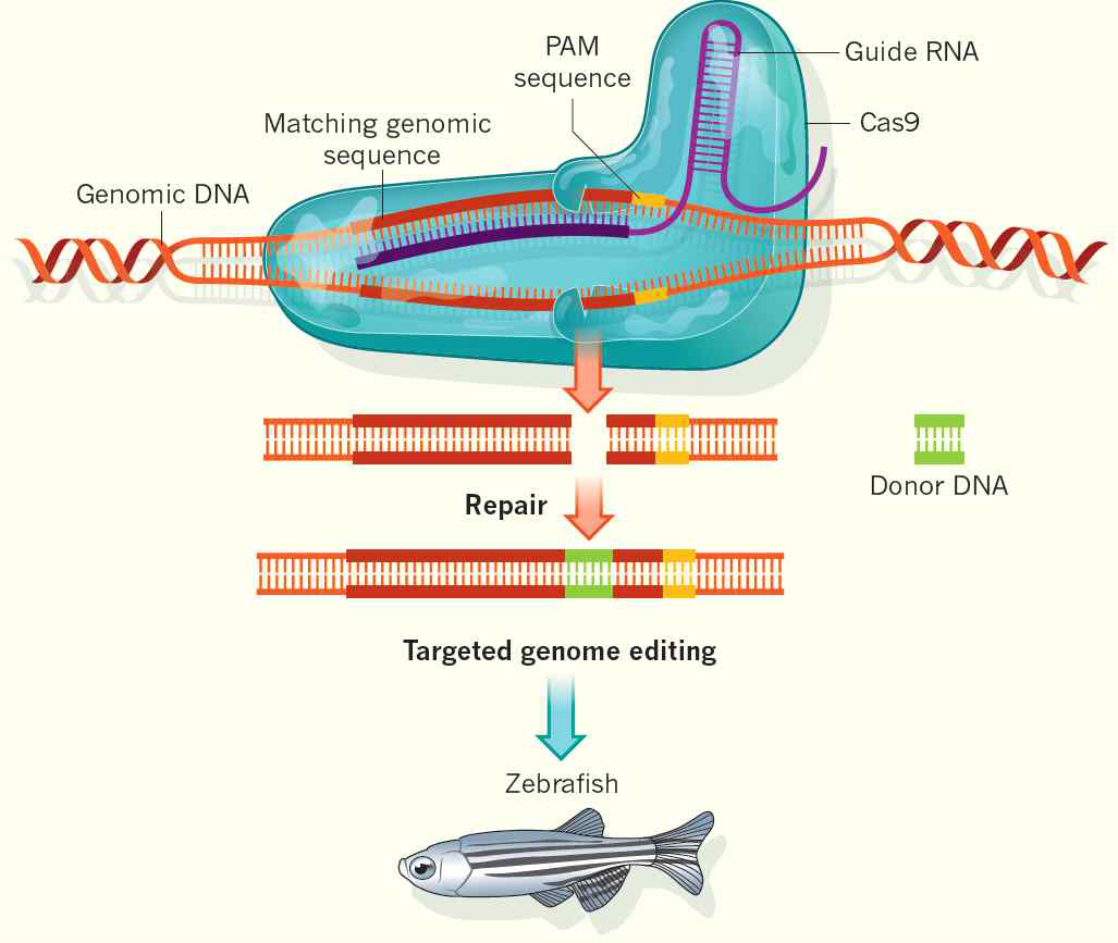 CRISPR-Cas9 시스템 모식도. Charpentier & Doudna에서 전재함