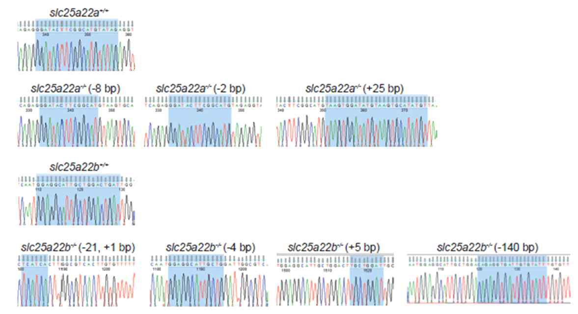 slc25a22a KO 제브라피쉬와 slc25a22b KO 제브라피쉬의 DNA 시퀀싱 결과