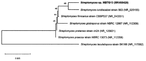 Neighbor‐joining phylogenetic tree made by 16S rDNA sequence analysis, showing the position of Streptomyces sp. MBTG13 and its closely related phylogenetic neighbors in the MEGA X. Bootstrap was performed with 1000 replicates. The Kimura two‐parameter model was used formeasuring distance. Bar indicates 0.5% sequence divergence