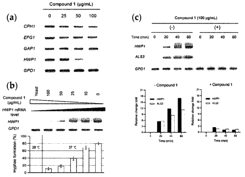 Semi-quantitative reverse transcription (RT)-PCR analysis of mRNAs related to the hyphal-inducing signaling pathway in C. albicans SC5314 cells. (a) Relative expression of mRNAs related to the hyphal-inducing signaling pathway in C. albicans. Semi-quantitative RT-PCR analysis was conducted with gene-specific primers (Table). (b) Relationship between HWP1 transcript level and hyphal formation in C. albicans cultures grown in GS medium treated with increasing concentrations of compound 1 at 37℃ for 2h. (c) Kinetic analysis of hypha-specific HWP1 and ALS3 mRNA levels. ImageJ software was used for densitometric analysis of mRNA expression level