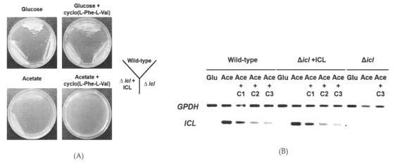 Analysis of growth phenotypes and icl mRNA expression. (A) C. albicans SC5314 (wild-type), MRC10 (Δicl), and MRC11 (Δicl + ICL) were cultured on YNB agar plates containing the indicated carbon source (2% glucose or 2% potassium acetate) with or without 32 μg/mL cyclo(L-Phe-L-Val) for 2 days at 28 °C. (B) Strains were grown until the mid-log phase in minimal YNB liquid medium containing 2% glucose. Cells were collected by centrifugation and transferred to the same medium containing 2% glucose (Glu), 2% potassium acetate (Ace), or 2% potassium acetate (Ace) plus cyclo(L-Phe-L-Val) (C1: 8 μ g/mL; C2: 16 μg/mL; and C3: 32 μg/mL) and cultured for 4 h at 28 °C. Total RNA was prepared from these cells, and icl mRNA expression was analyzed by semi-quantitative RT-PCR. The GPDH housekeeping gene was evaluated as a loading control