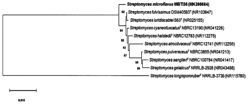 A neighbor-joining phylogenetic tree of strain MBTI36 based on 16S rDNA sequence. The phylogenetic tree was constructed using MEGA-X and bootstrap was replicated a thousand times. The Kimura two-parameter model considering transversional and transitional substitution rates was used to measuring distance. Bar indicates 10 nucleotide substitutions per 1000 sites. T: type strain