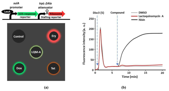 LQM-A induces DNA damage. (a) The dual-reporter system employed MIC levels of LQM-A, Ery, Tet, and Dox (4 μg/mL, 4 μg/mL, 4 μg/mL, and 0.25 μg/mL, respectively). (b) The membrane permeabilization assay was performed with 4×the MICs of LQM-A (MIC = 0.06 μg/mL) and nisin (MIC = 4 μg/mL), using the latter as a positive control and DMSO as a negative control against S. aureus ATCC25923. Fluorescence was applied at wavelengths of 622 nm for excitation and 670 nm for emission