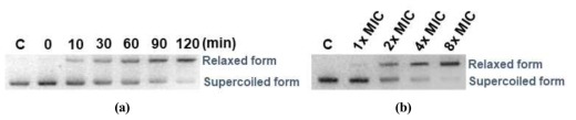 Gel mobility shift assay in the presence of LQM-A. The assay was performed with pUC19 plasmid (a) at various time points (0, 10, 30, 60, 90, and 120 min) and (b) with different concentrations of LQM-A from 0× to 8× MIC. C: untreated pUC 19