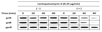 Time-dependent RT-PCR analysis of grlA and grlB. Mid log-phase S. aureus cells were incubated in the absence or presence of 0.25 μg/mL of LQM-A at 37℃ in MHBc. Cells were harvested at various time points (0, 20, 40 and 80 min) after incubation. gyrB was used a positive control